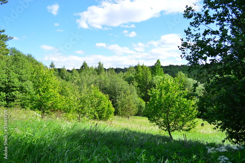 green forest