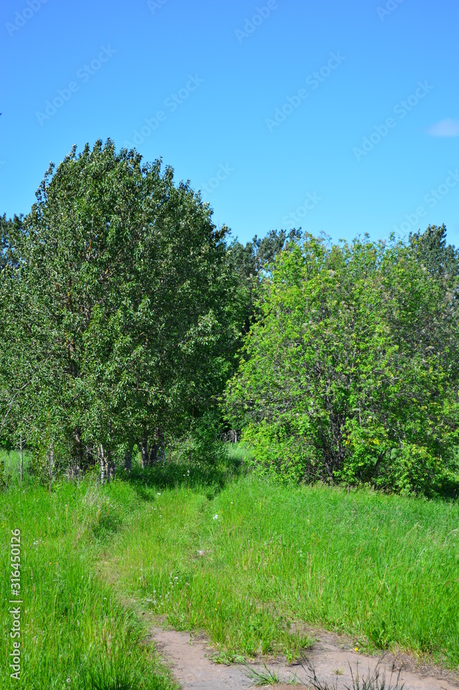 tree in a field