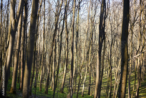 Evening forest March landscape. The concept of travel