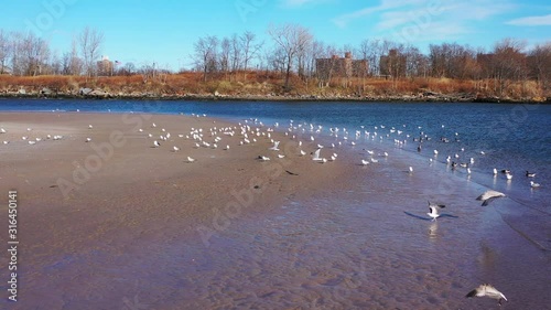 a low altitude drone dolly in towards & descend on a flock of seagulls on a quiet beach in the morning. The sky is blue with white clouds & it's a beautiful day. Taken at Kaiser Park in Brooklyn, NY photo