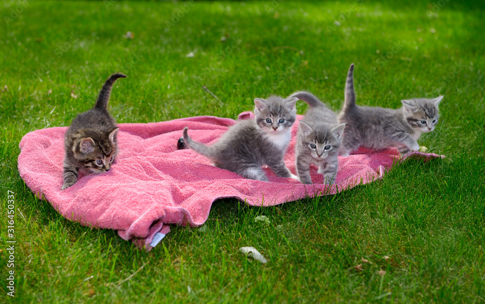 Ταπετσαρία Four gray tabby kittens playing on a pink blanket on a foray on a green grass la