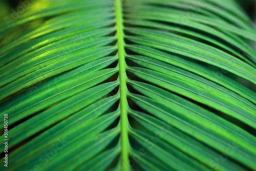 Background of green palm leaf. Close up. © Anna