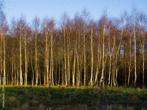 Edge of woodland with silver birch trees in winter