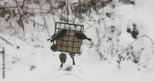 Dark-eyed Junco and many house sparrows during snowstorm.