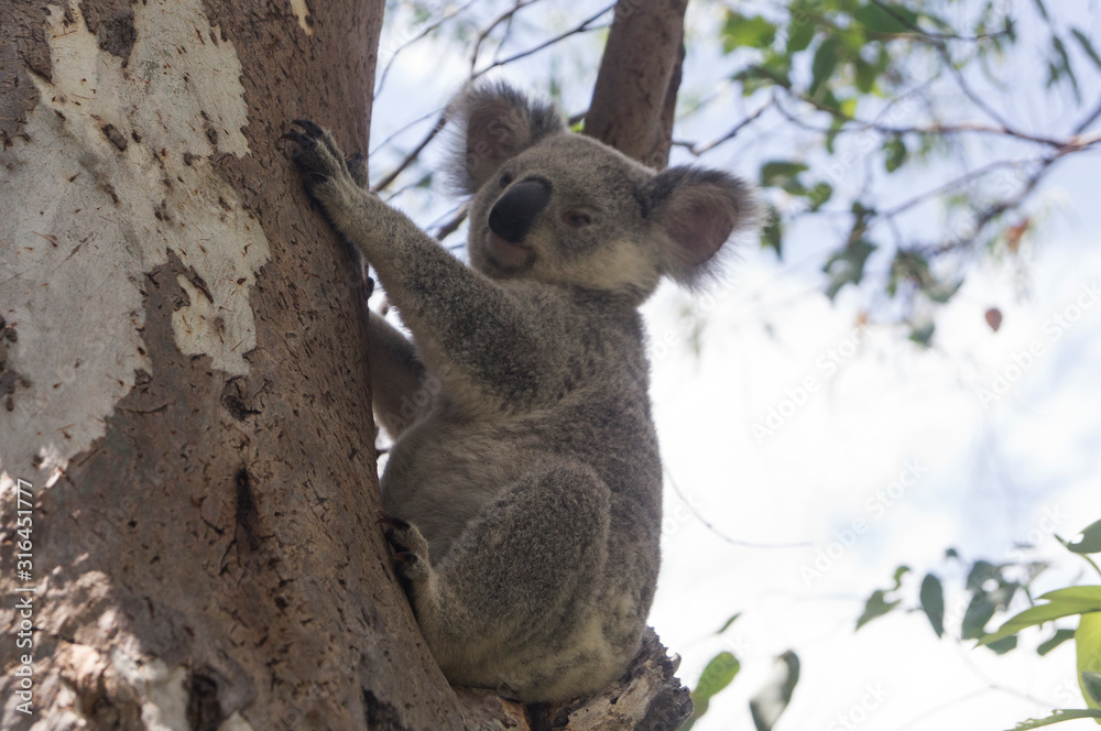 Obraz premium koala in tree