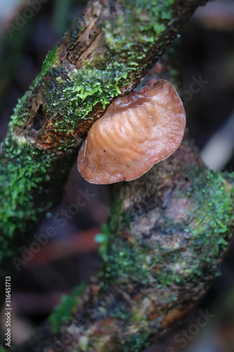 Brown mushroom (Auricularia cornea) growing on branch with lichen