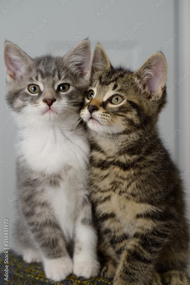 Brother and sister weaned kittens cheek to cheek on a stool