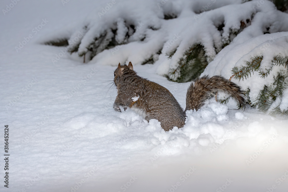 Squirrel. Eastern gray squirrel in the snow, natural scene from wisconsin Squirrel. Eastern gray squirrel in the snow, natural scene from wisconsin