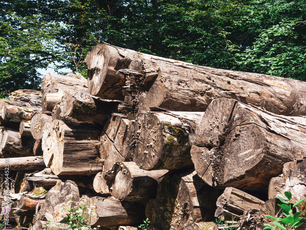 Logs in the forest. Sochi, Russia Logs in the forest. Sochi, Russia