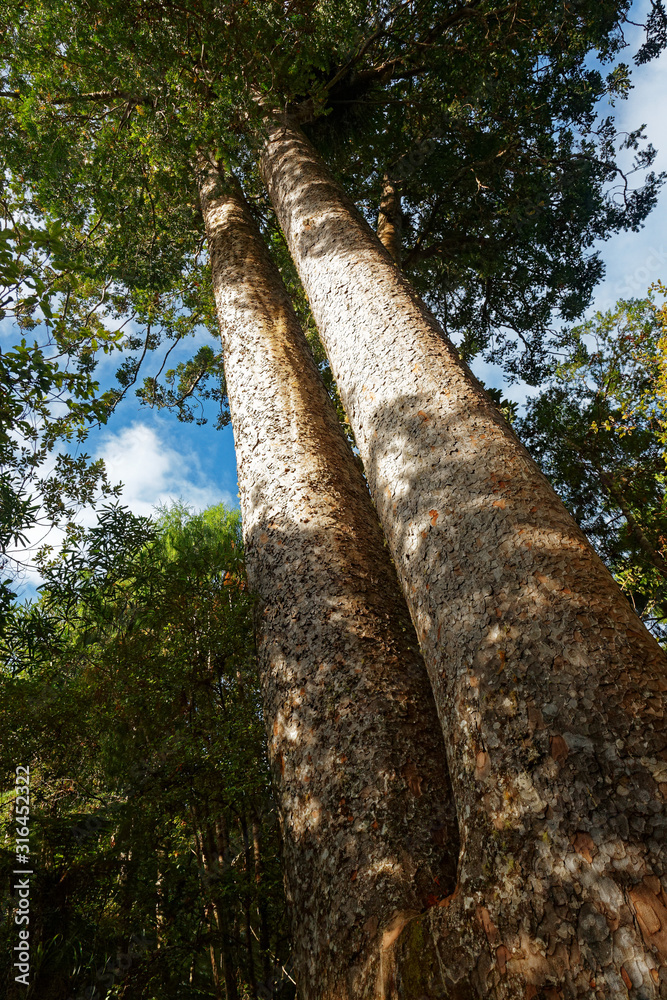 The Siamese Twins Kauri tree, Coromandel, New Zealand. The Siamese Twins Kauri tree, Coromandel, New Zealand.