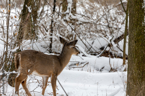Deer. The white-tailed deer also known as the whitetail or Virginia deer in winter on snow. White taild deer is the wildlife symbol of Wisconsin and game animal of Oklahoma.