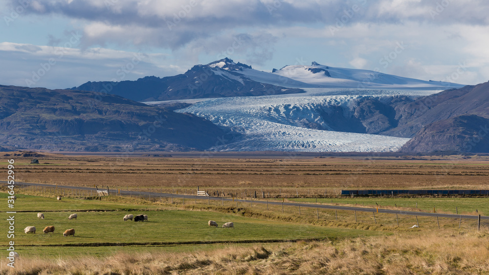 Icelandic country landscape with sheep and glacier