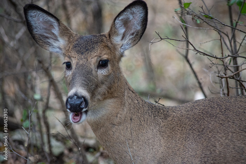 Whitetail Deer chewing