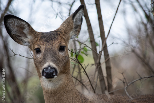 Deer portrait in Autumn