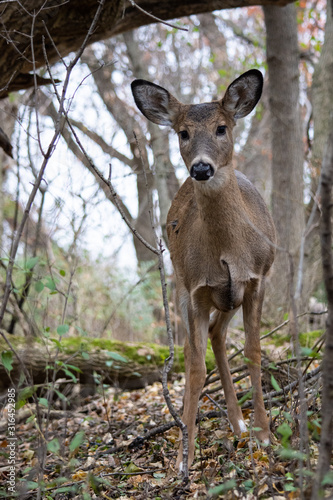 Deer peaking beneath the trees