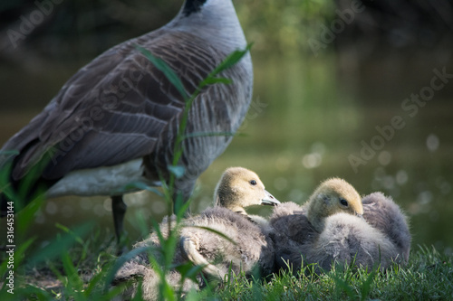 Goslings in the Sun