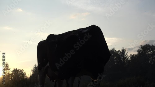 Cow Silhouette In Sunset