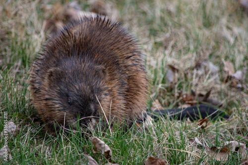 Muskrat snacking in the grass