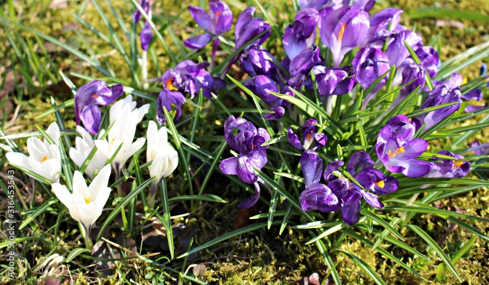 Lilac crocus flowers grew on the edge of the forest in spring Lilac crocus flowers grew on the edge of the forest in spring
