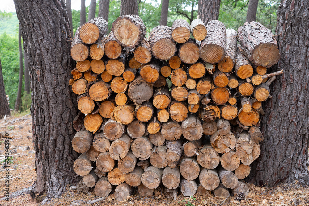 tas de bois rangé dans un sous bois. pile of wood stored in an undergrowth.