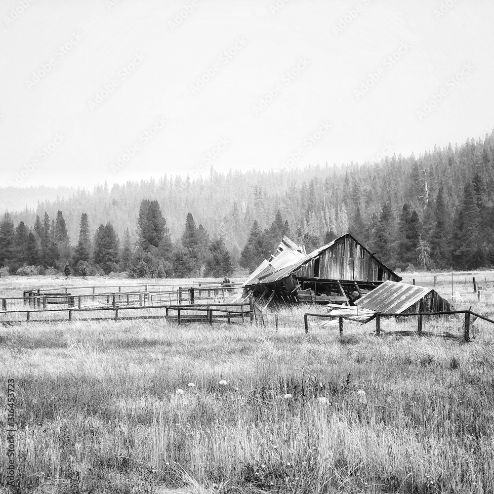 Old Barn falling down in a meadow - black and white Old Barn falling down in a meadow - black and white