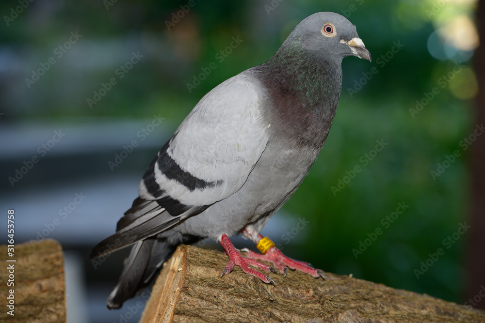 Obraz premium Racing homer pigeon with foot tag on wood pile in Toronto