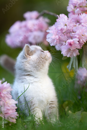 Kitten riecht an rosa Blumen Blüten