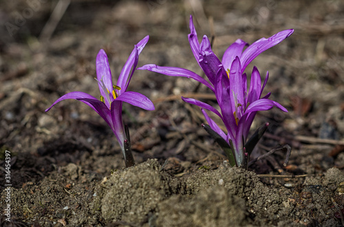 Colchicum bulbocodium (spring meadow saffron) flowers in botanical garden 