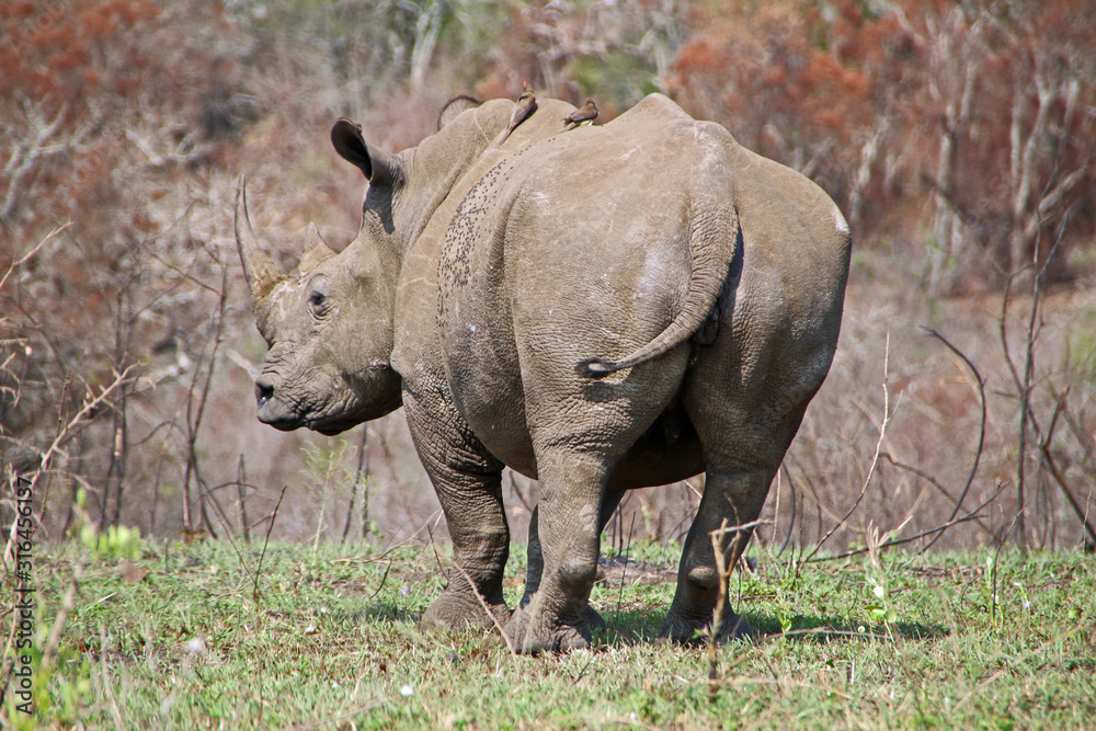 square-lipped rhinoceros in Hluhluwe National Park in South Africa square-lipped rhinoceros in Hluhluwe National Park in South Africa