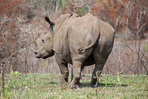 square-lipped rhinoceros in Hluhluwe National Park in South Africa
