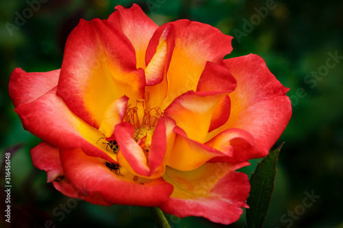 Colorfull Rose