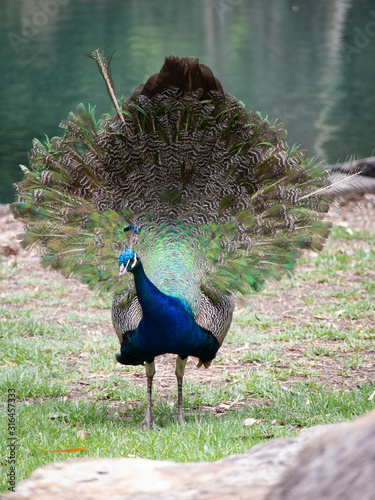 Peacock at Auburn Botanic Gardens