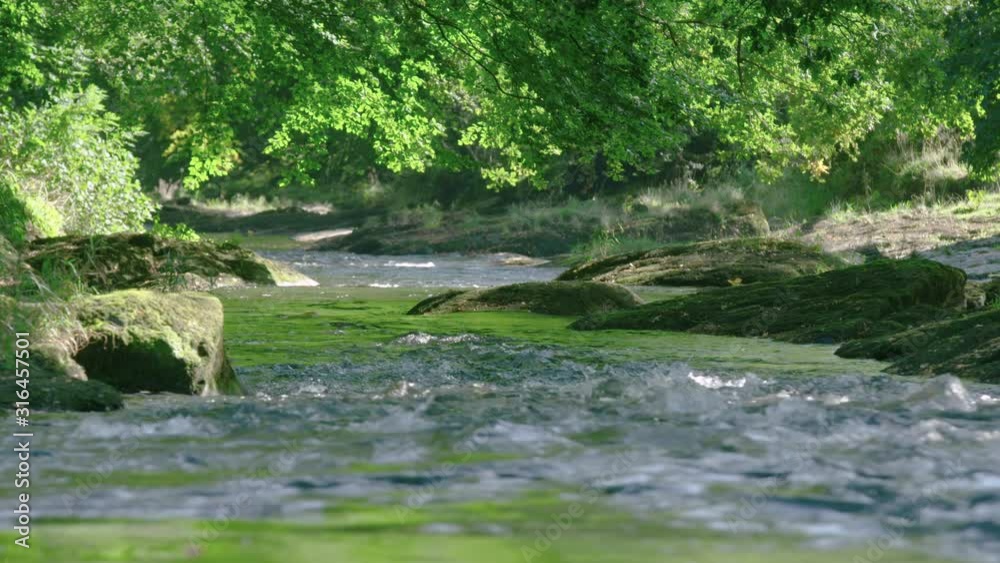 Dramatic river races downstream under forest canopy, slow motion Dramatic river races downstream under forest canopy, slow motion