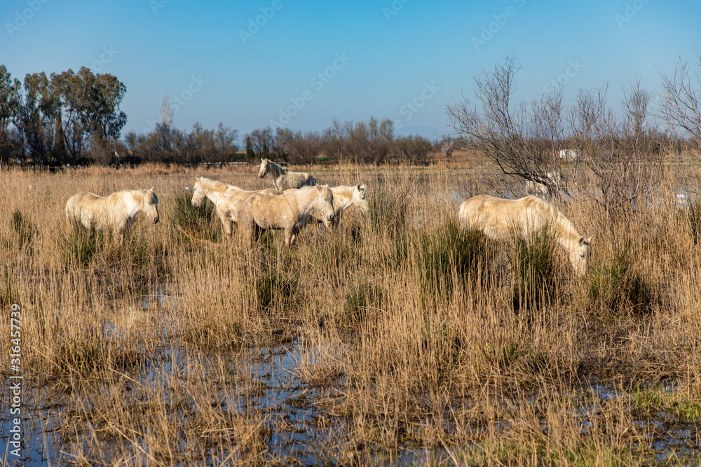 Fototapeta premium White wild horse group grazing in a swamp