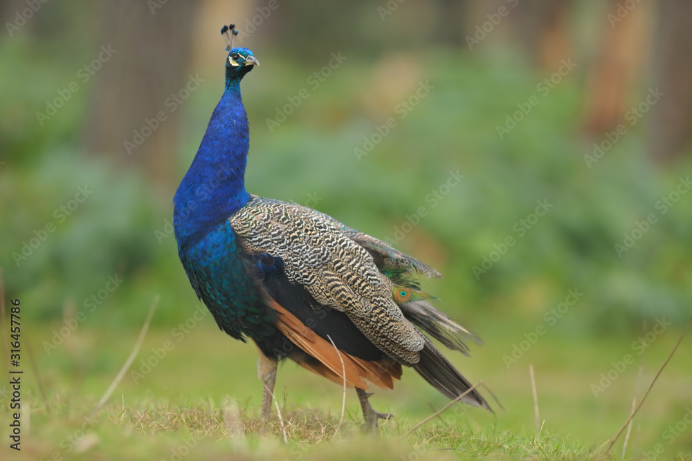 Obraz premium Pfau Pavo cristatus
