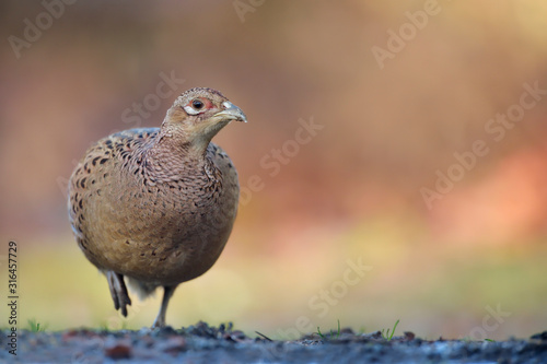 Wallpaper Mural Fasan Phasianus colchicus Torontodigital.ca