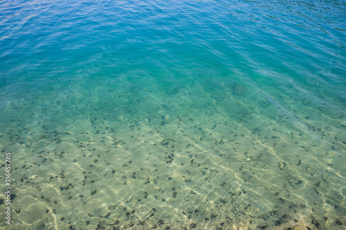 Sea urchins in Adriatic sea