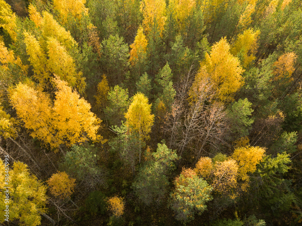 Yellow foliage of deciduous trees in autumn