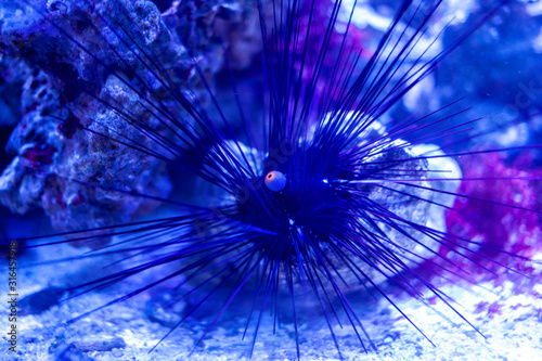 Sea urchin on sand under water