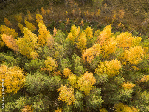 Yellow foliage of deciduous trees in autumn