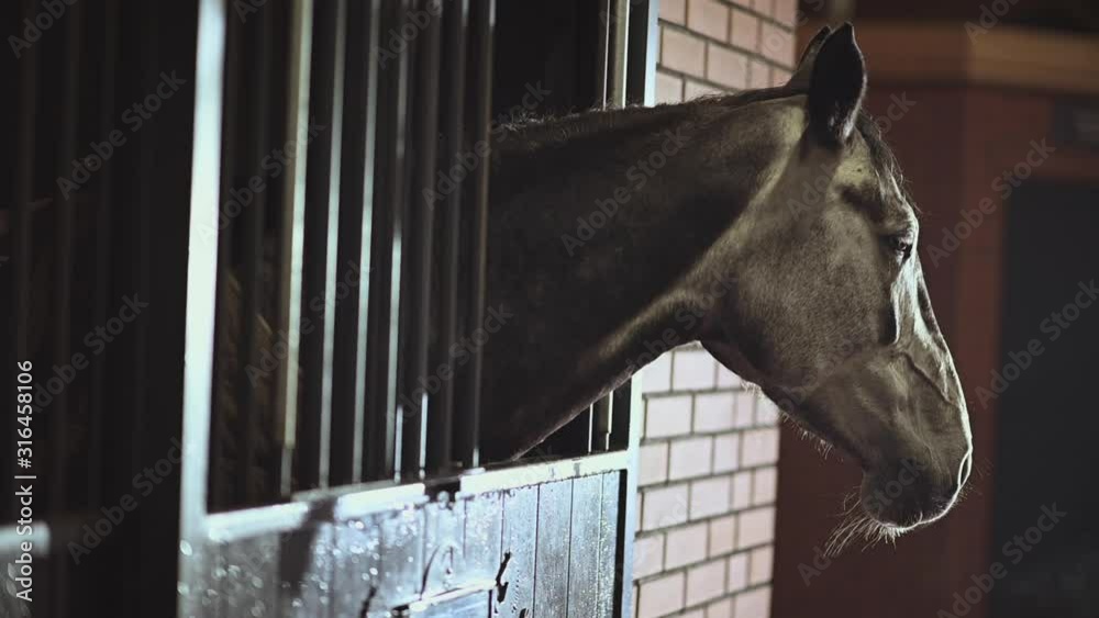 Mature Saddle Horse in a Stable. Cold Winter Time in a Equestrian Facility. Animals Theme.