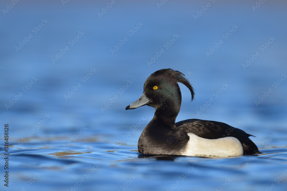 Fototapeta premium Reiherente Aythya fuligula