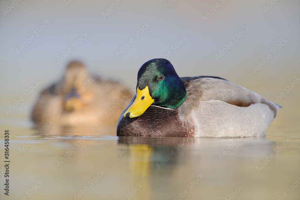 Fototapeta premium Stockente Anas platyrhynchos