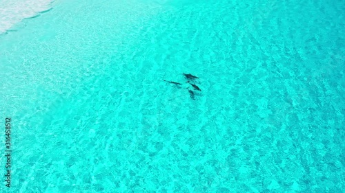 Dolphins porpoising in crystal clear blue water, close to the edge of the beach at Hellfire Bay, Cape Le Grand National Park, Western Australia photo