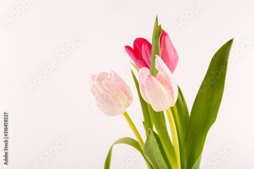 Fresh spring tulips on white