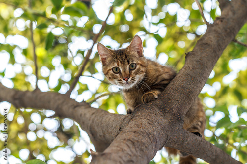 cat on the tree