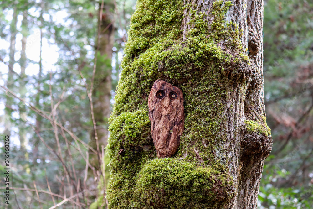 Obraz premium Owls in the Trees