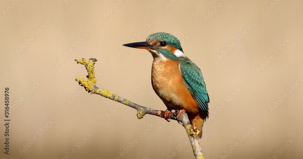 The common kingfisher on the branch, Nin, Croatia The common kingfisher on the branch, Nin, Croatia