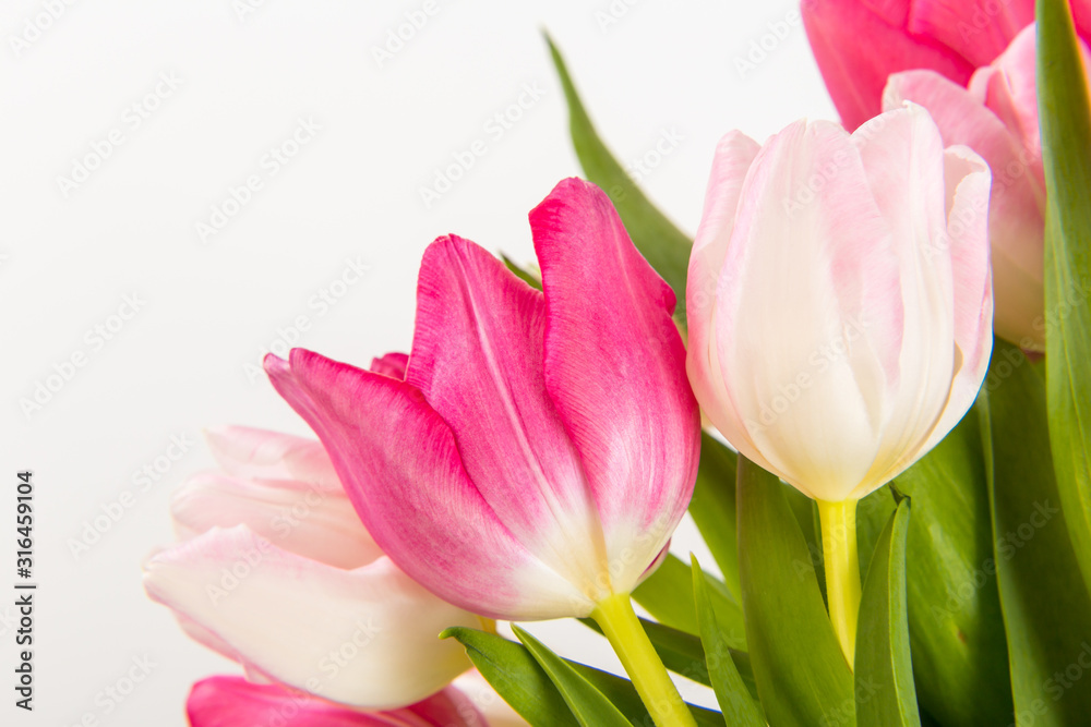 Fototapeta premium Fresh spring tulips on white