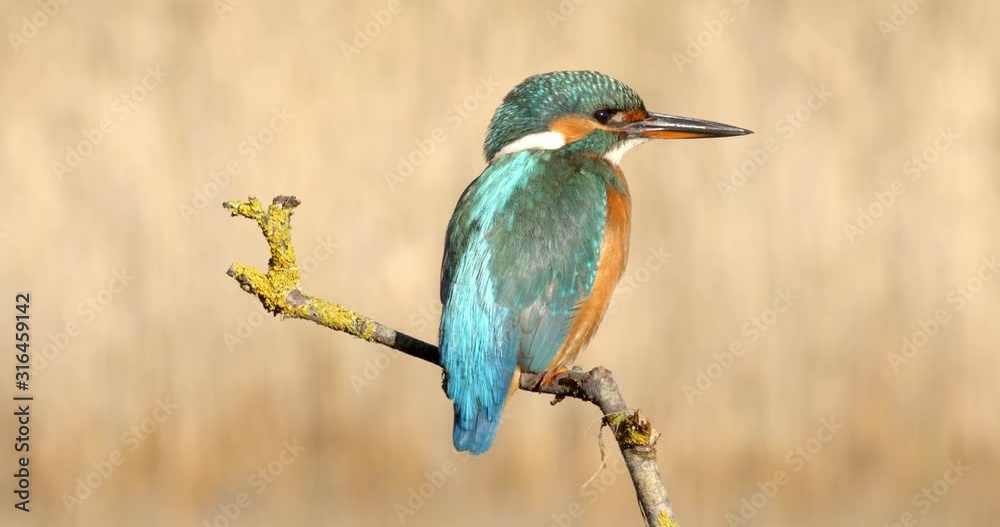 The common kingfisher on the branch, Nin, Croatia The common kingfisher on the branch, Nin, Croatia